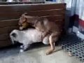 sapık köpek ve azgın kedi