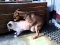 sapık köpek ve azgın kedi