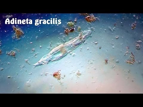 Header of Adineta gracilis