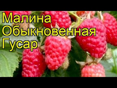 Сорта малины Гусар – отзывы и описание