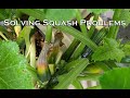 Solving Squash Problems - Fruit Rotting or Dropping Off?