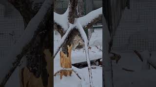 Они Подрались 🤦‍♀️ Самые Маленькие - Самые Злые. Толарусы #Bunny #Hare #Angry #Attack #Boxing