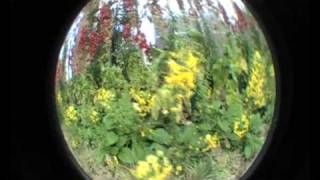 Watch Dream Lets Go video