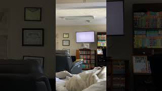 Closing To The Little Bear Movie 2001 Vhs