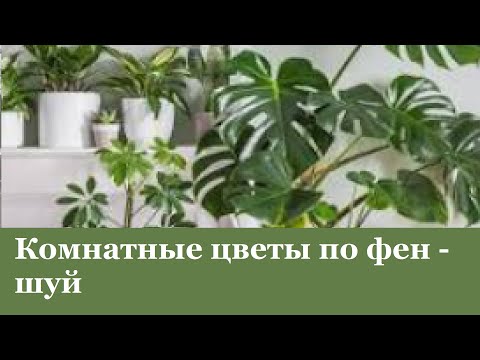 Комнатные цветы по фен шую Комнатные цветы по фен шую