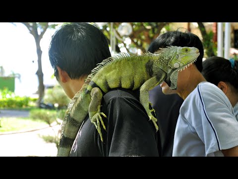 Top 8 Loài Thú Cưng Được Nuôi Nhiều Nhất Tại Việt Nam - THT Pro 5