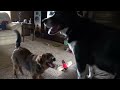 Ender vs the Puppy Brutus