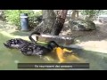 Интересное, самое смешное видео!!! Новые приколы 2013!!!