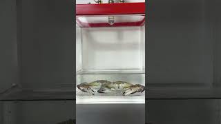 How Long Can Crabs Live In A Vacuum? Scientific Experiments Reveal The Answer