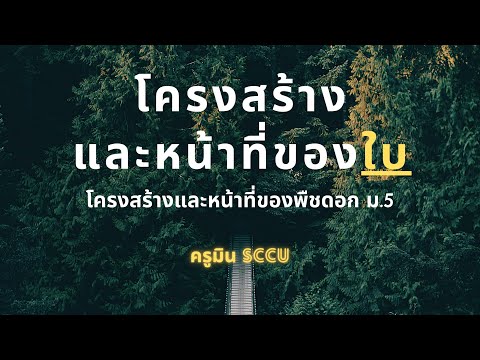 พืช ม.5 โครงสร้างและหน้าที่ของใบ
