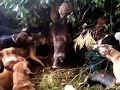 Babi Vs Anjing Kampung Pajaten images Babi Vs Anjing Kampung Pajaten