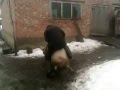 Crazy Russian village rodeo!