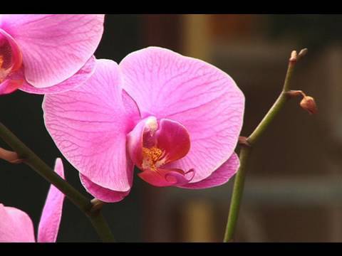 Watering Orchids