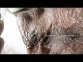 Jewellery Of Blackheads - Wow