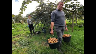 La Récolte De Kiwis Sannonce Ez Bonne En Charente-Maritime