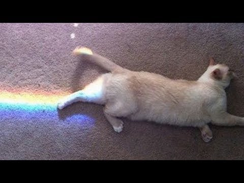 STOP LAUGHING IF YOU CAN - Extremely FUNNY ANIMAL compilation