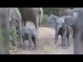 Adorable Elephant Charges Tourists...Then Chickens Out