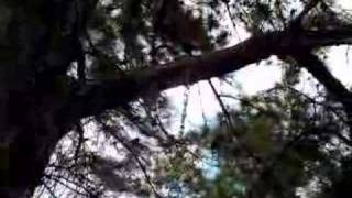 How To Build A Spring Pole Pitbull