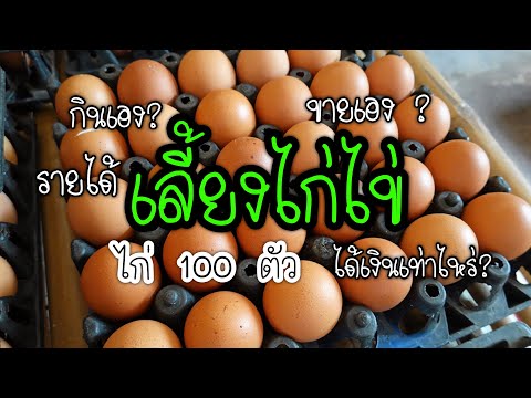 เลี้ยงไก่ไข่ 50 ตัว ได้ไข่วันละกี่ฟองต้องรู้อะไรบ้าง?#สำหรับมือใหม่เลี้ยงไก่ไข่ Ep.4