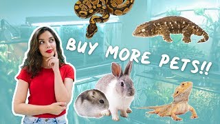 The Problem With Pettube & Why You Dont Need Lots Of Pets