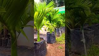 Dwarf Arecanut