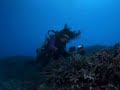 2 Coral Reef Adventure (IMAX® trailer)   Extreme SCUBA Diving