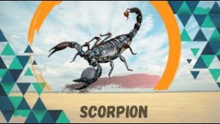 Venomous Sting Scorpion Scorpiones