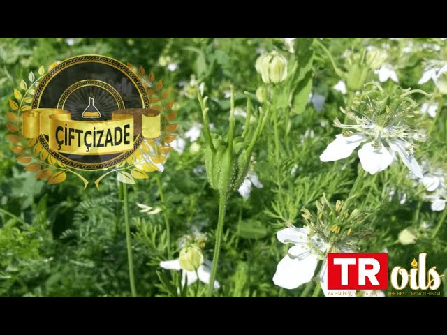 Tüm Videolar