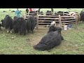 Mongolia - yak milking