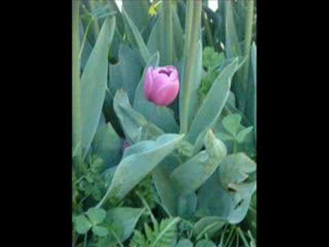 Noor Jahan - (Ghazal) - Jo Na Mil Sakey Wohi Bewafa