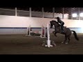 Charmer- Jumper/ Equitation horse for sale