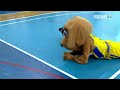 dog chasing a cat in a middle of a basket ball game