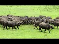 Dramatic Lion Vs Buffalo images Dramatic Lion Vs Buffalo