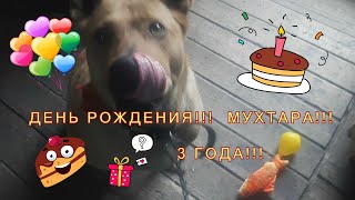 День Рождения Собаки Мухтара!!! 3 Года!!!#Деньрождениясобаки#Тортикдлясобак