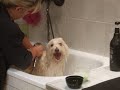 toiletter les pattes d un chien
