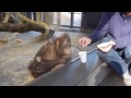 Monkey laughing at magic trick