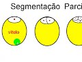 embriologia