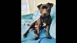 Patterdale Estacado Instagram Update Start Of March21 Family Fell Terriers Dogs Tug Of War Fun Crazy