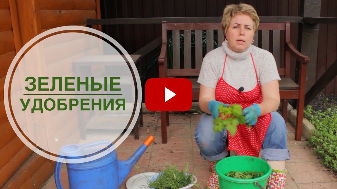 Сад зеленое удобрение Сад зеленое удобрение