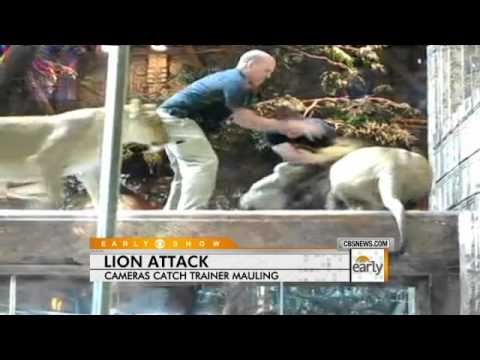 Las Vegas Lion Attack