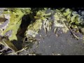 Enormous Underwater Fossil Graveyard Found