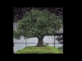 4. Corruption of The Tree of Life 4. Corruption of The Tree of Life