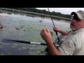 Monster Bass on FROG Lure in Clear, Shallow Water