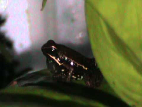 Header of Ameerega altamazonica