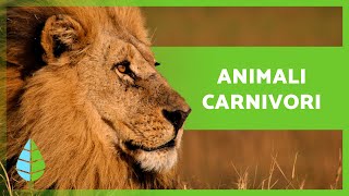 Quali Sono Gli Animali Carnivori Definizione, Tipi Ed Esempi