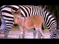 Zebra and donkey mating and produce Baby zonkey