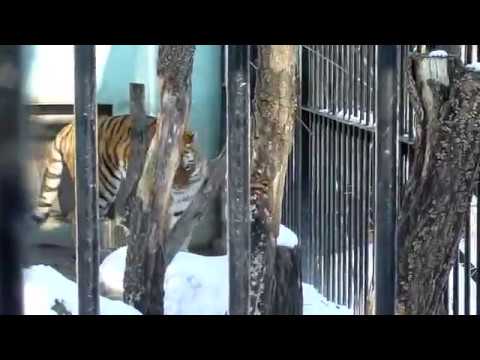 おびひろ動物園　アムールトラ　タツオ