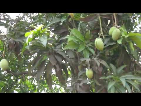 Mango in mango tree 