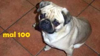 Ein Mops Kam In Die Küche...