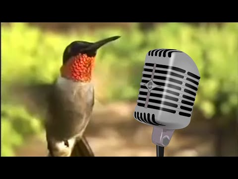 hummingbird wing sounds youtube hummingbird wing sounds youtube